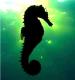�� Avatar ��� ������ SeaHorse